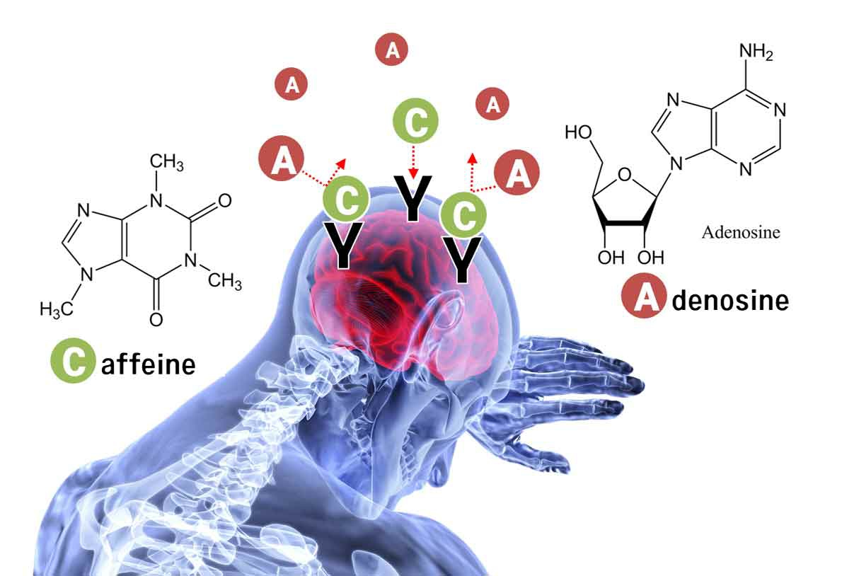 Caffeine Gives You Energy. Think again!