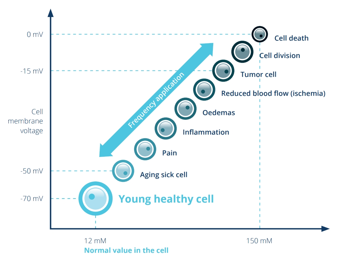 Healy Scan & Therapy Session - designed to harmonize your bioenergetic disturbances in your energy field.