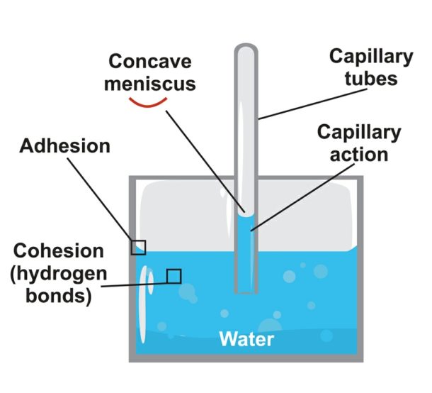 The Strange Science of Water